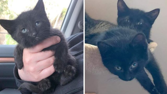 Gatitos encuentran juntos felicidad