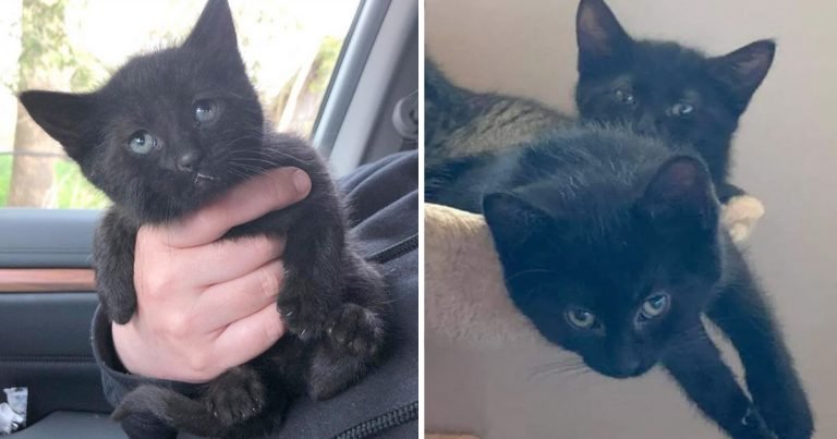 Gatitos encuentran juntos felicidad