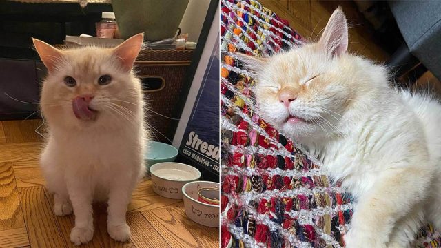 Gato abandonado en apartamento está feliz