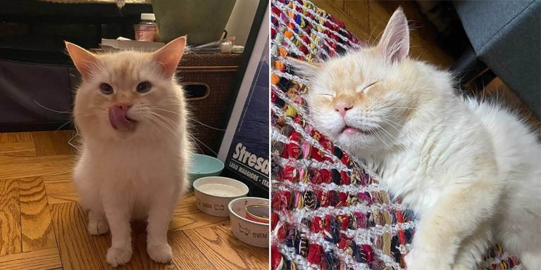 Gato abandonado en apartamento está feliz