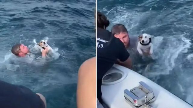Jóvenes encuentran a un perro varado