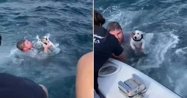 Jóvenes encuentran a un perro varado