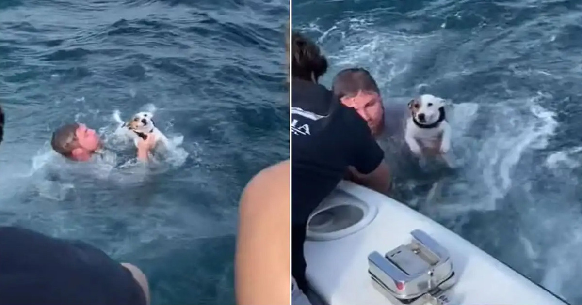 Jóvenes encuentran a un perro varado