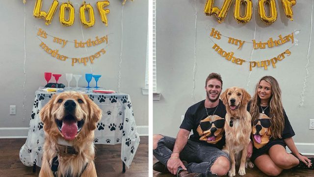 La familia de este perro lo ama tanto que le organizaron una fiesta de cumpleaños 'sorpresa'