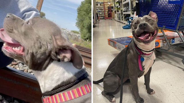 Mujer saca perrita vías tren
