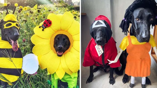 Papá hace disfraces lindos perros rescatados