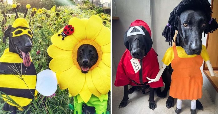 Papá hace disfraces lindos perros rescatados