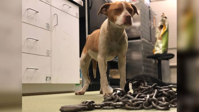 Perrita está tan feliz de ser liberada