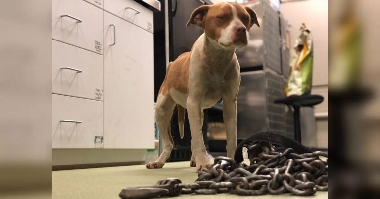 Perrita está tan feliz de ser liberada