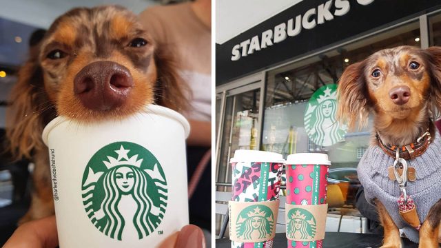 Perrito mimado solo come su puppuccino de una taza de Starbucks
