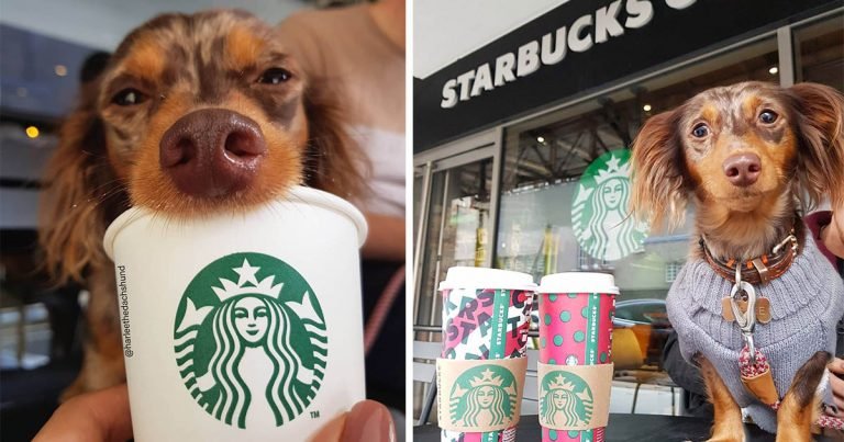 Perrito mimado solo come su puppuccino de una taza de Starbucks