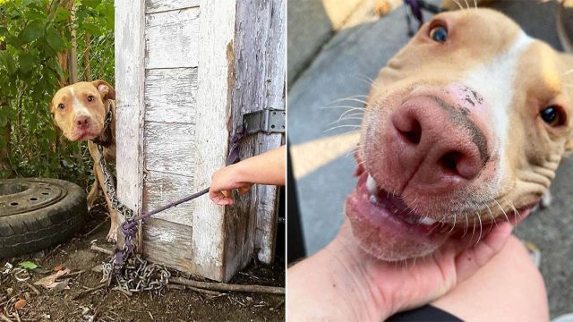 Perro abandonado en patio trasero