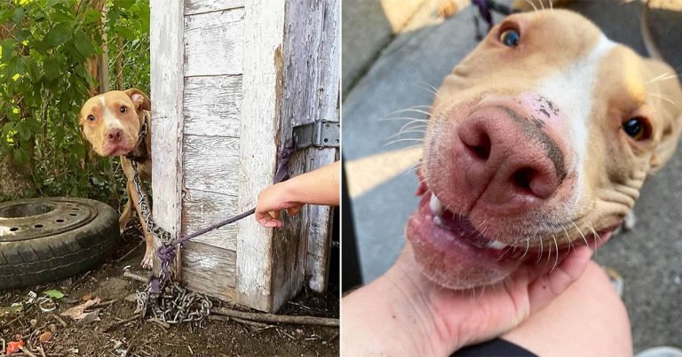 Perro abandonado en patio trasero