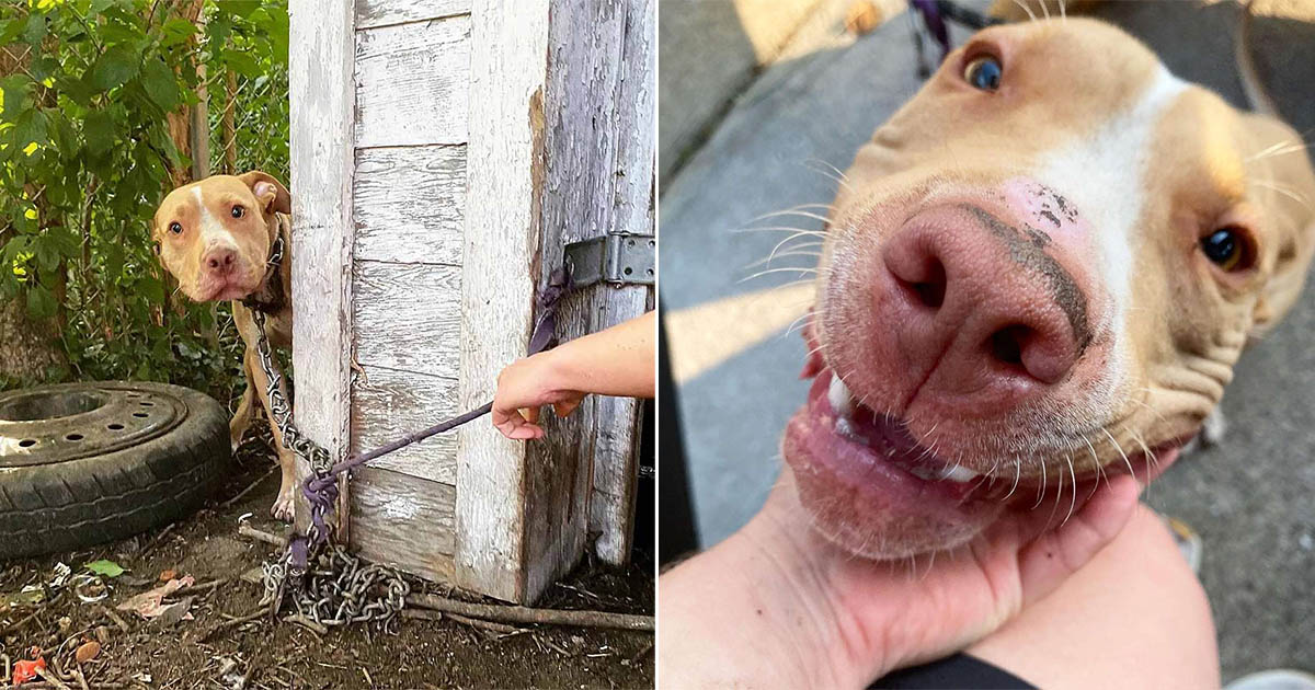 Perro abandonado en patio trasero