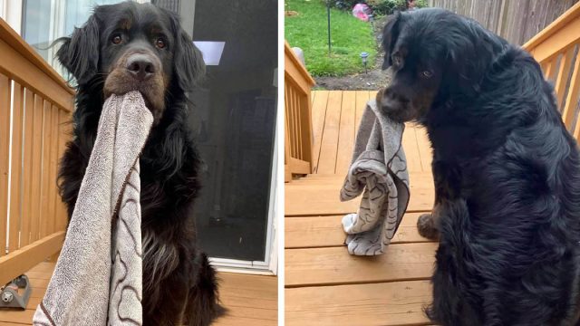 Perro asustado no va a ninguna parte sin su pequeña manta