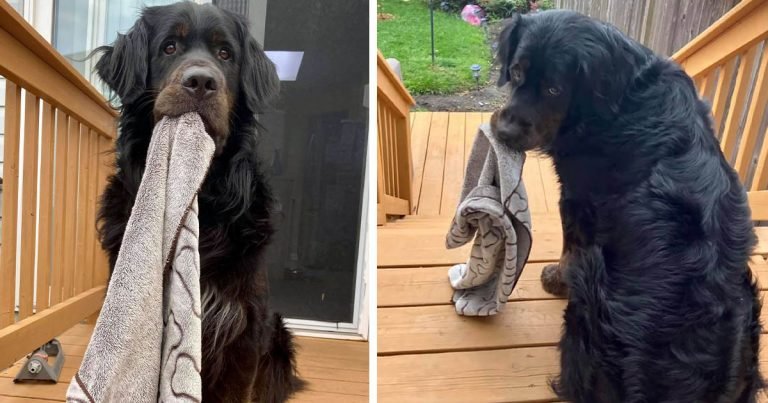 Perro asustado no va a ninguna parte sin su pequeña manta