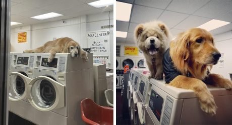 Perro que ‘trabaja’ en la lavandería no puede dejar de tomar siestas en todas las máquinas