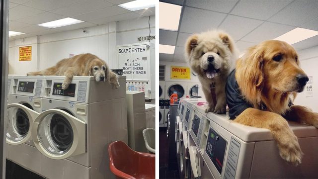 Perro que 'trabaja' en la lavandería no puede dejar de tomar siestas en todas las máquinas