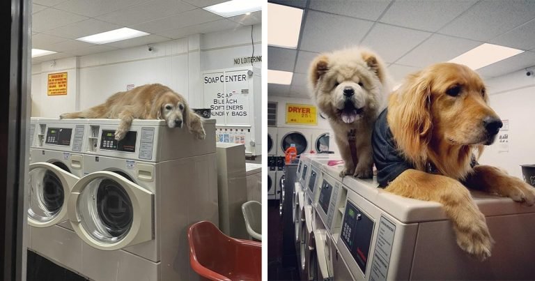 Perro que 'trabaja' en la lavandería no puede dejar de tomar siestas en todas las máquinas