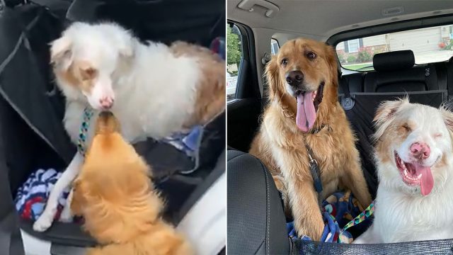 Perro siempre golpea nariz de su amigo