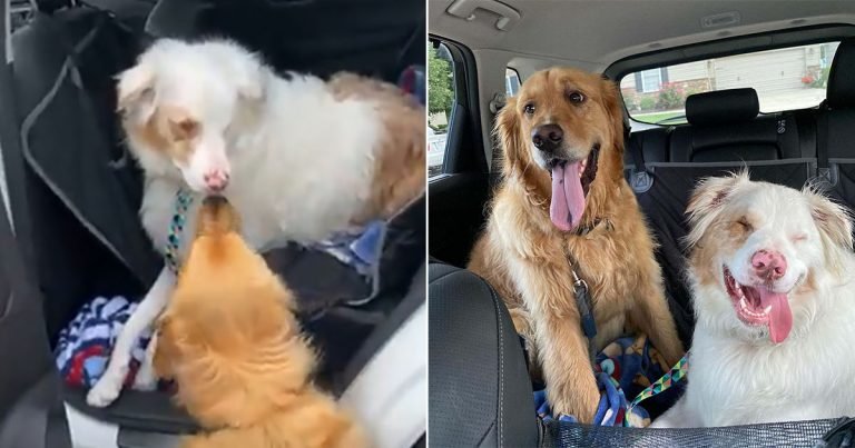 Perro siempre golpea nariz de su amigo