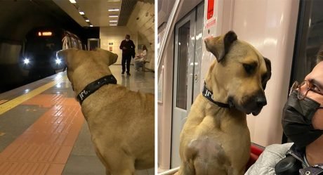 Perro sin hogar sorprende a la gente porque usa el transporte público para viajar por la ciudad