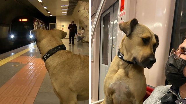 Perro sin hogar sorprende a la gente porque usa el transporte público para viajar por la ciudad
