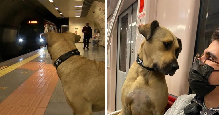 Perro sin hogar sorprende a la gente porque usa el transporte público para viajar por la ciudad