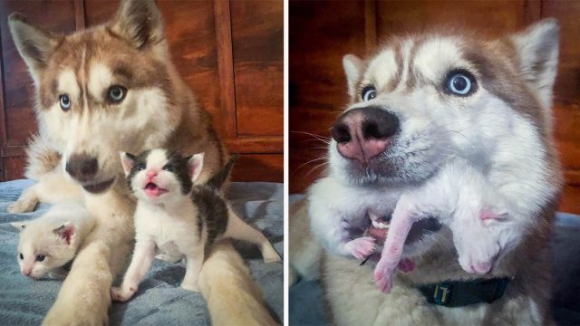 Valiente husky encontró una caja llena de gatitos en el bosque y los adoptó