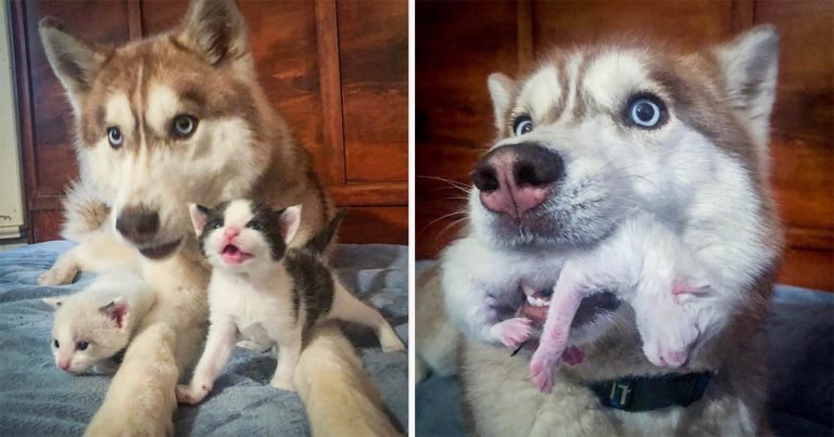Valiente husky encontró una caja llena de gatitos en el bosque y los adoptó