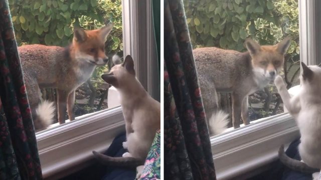 Zorro se hace amigo de un gatito a través de la ventana