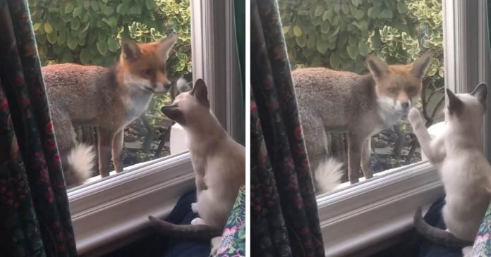 Zorro se hace amigo de un gatito a través de la ventana