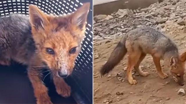 Familia se sorprende al descubrir su mascota
