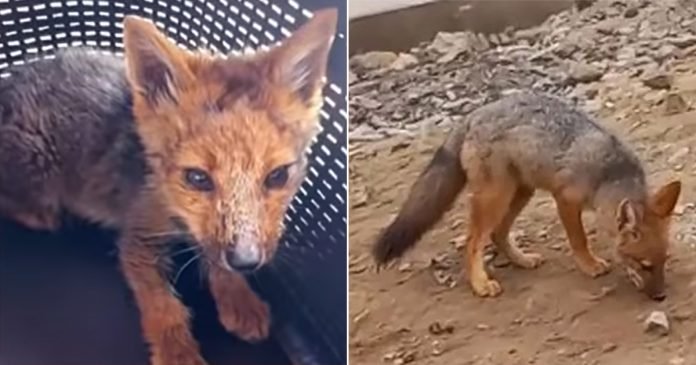 Familia se sorprende al descubrir su mascota