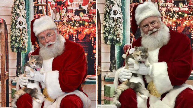Gata gruñona conoce a Santa