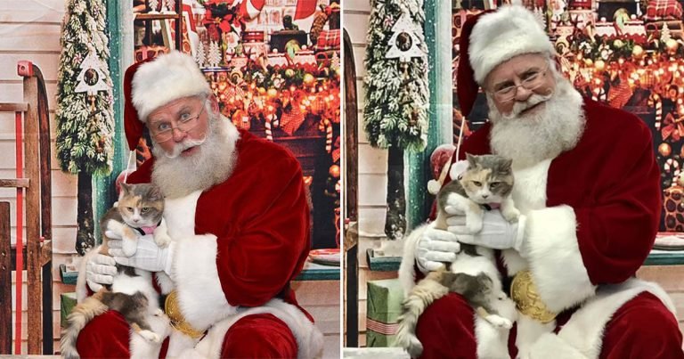 Gata gruñona conoce a Santa