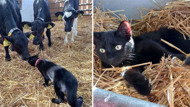 Gatita a la que no le gustan las personas ni otros gatos es adoptada por un rebaño de vacas