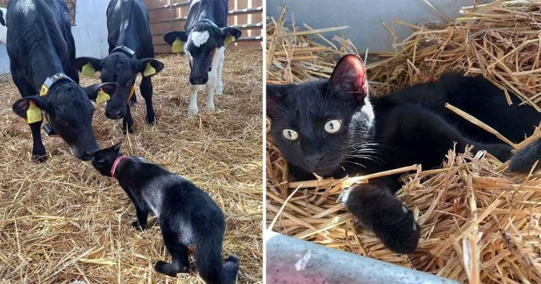 Gatita a la que no le gustan las personas ni otros gatos es adoptada por un rebaño de vacas