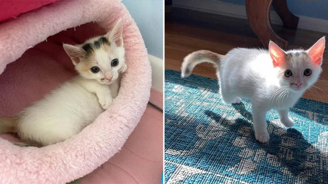 Gatita de tres patas sorprende a todos