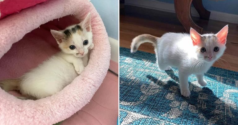 Gatita de tres patas sorprende a todos