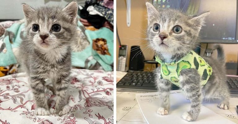 Gatito usa lindas camisetas hechas con calcetines para proteger su pecho y corre como un campeón