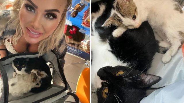 Mujer gasta casi 19 mil dólares salvar gatos