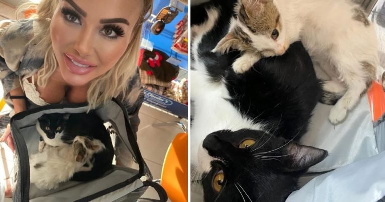 Mujer gasta casi 19 mil dólares salvar gatos