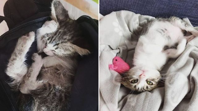 Mujer va en bicicleta y encuentra gatito