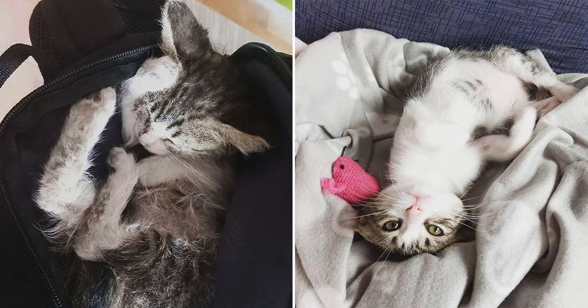Mujer va en bicicleta y encuentra gatito