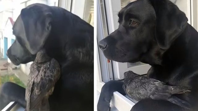 Paloma se hace amiga de un perro y le gusta acurrucarse en su hombro