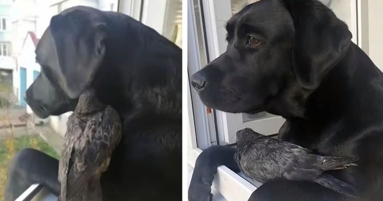 Paloma se hace amiga de un perro y le gusta acurrucarse en su hombro