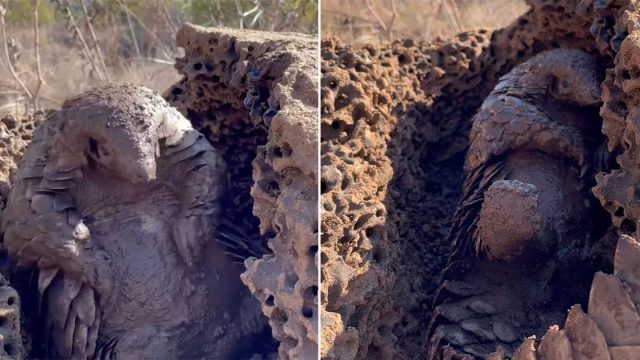 Pequeño pangolín rescatado se baña en lodo