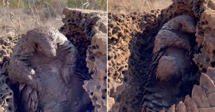 Pequeño pangolín rescatado se baña en lodo