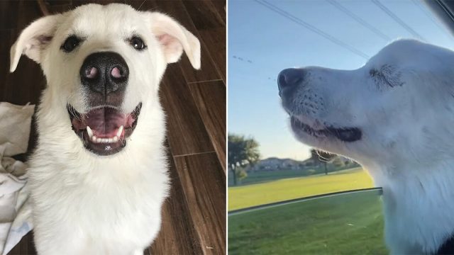 Perrita ciega se da cuenta que va al parque